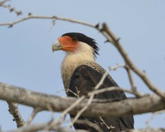Caracara plancus cheriway