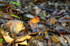Marasmius fulvoferrugineus