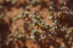 Traganum nudatum