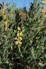 Argyrolobium crinitum