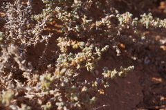 Traganum nudatum