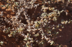 Traganum nudatum