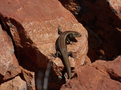 Liopholis personata