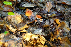Marasmius fulvoferrugineus