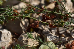 Fumana procumbens