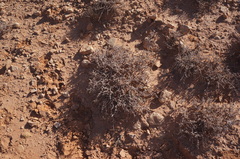 Traganum nudatum