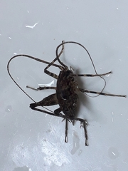 Pleioplectron simplex