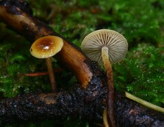 Heimiomyces fulvipes