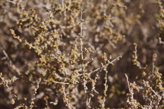 Salsola gaetula