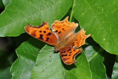 Polygonia satyrus satyrus