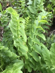 Berula