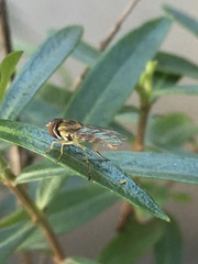 Syrphinae