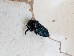 Xylocopa fimbriata