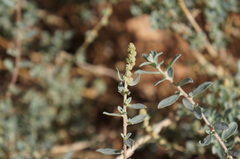 Atriplex glauca mauritanica