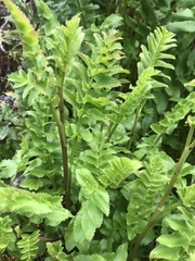Berula