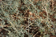 Atriplex glauca mauritanica