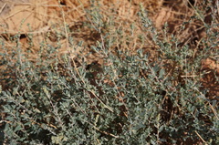 Atriplex glauca mauritanica