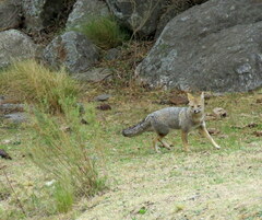Lycalopex griseus