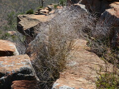 Austrostipa elegantissima
