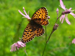 Boloria euphrosyne