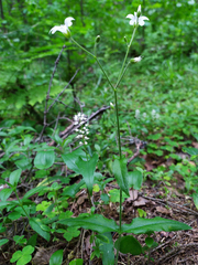 Cerastium pauciflorum