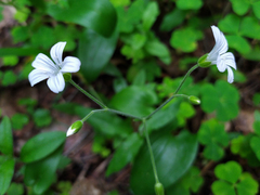 Cerastium pauciflorum
