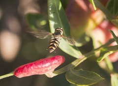 Meliscaeva auricollis