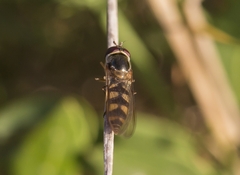 Meliscaeva auricollis