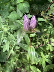 Gentiana rubricaulis