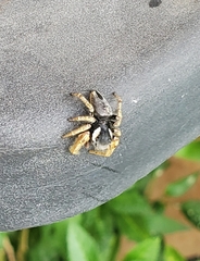 Phidippus arizonensis