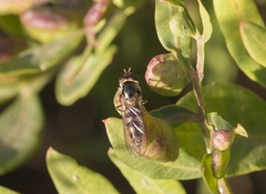 Meliscaeva auricollis