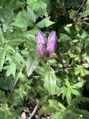 Gentiana rubricaulis