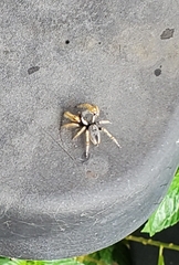 Phidippus arizonensis