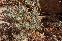 Atriplex glauca mauritanica