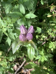 Gentiana rubricaulis