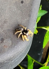 Phidippus arizonensis