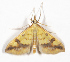Choristostigma plumbosignalis