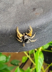 Phidippus arizonensis