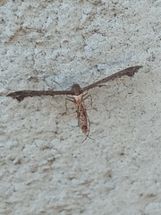 Michaelophorus indentatus