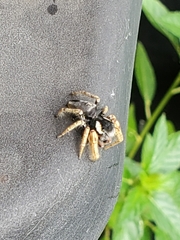 Phidippus arizonensis