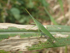 Atractomorpha acutipennis