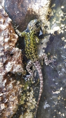 Sceloporus taeniocnemis