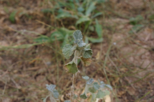 White Horehound