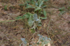 Marrubium vulgare image