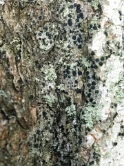 Cresponea chloroconia