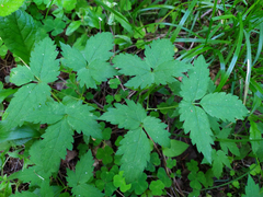 Clematis alpina sibirica