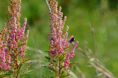 Spiraea tomentosa