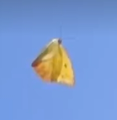 Phoebis philea philea