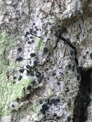 Cresponea chloroconia