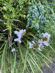 Libertia